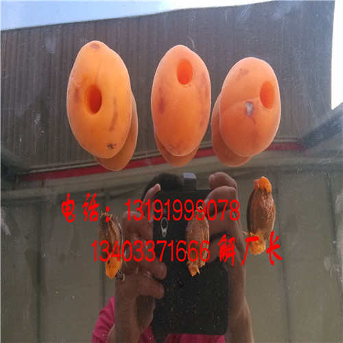 內(nèi)蒙古紅金榛去核機原始圖片3