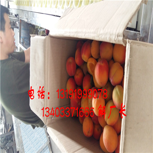 貴州珍珠油杏子去核機