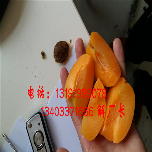 貴州珍珠油杏子去核機原始圖片2