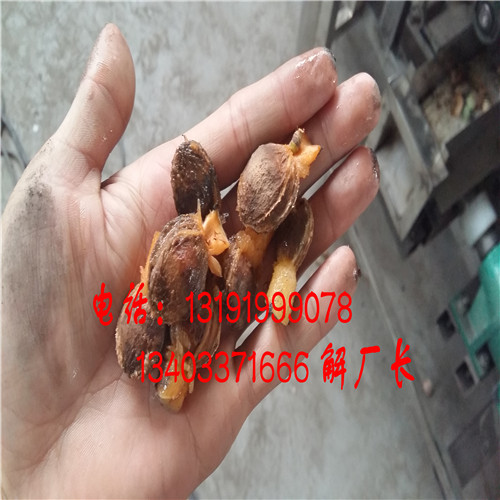 海南蛤蟆嘴杏子去核機原始圖片2