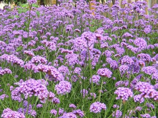 【天吶！優(yōu)惠！】草花批發(fā)價格**山東草花基地**青州草花批發(fā)@劉俊杰