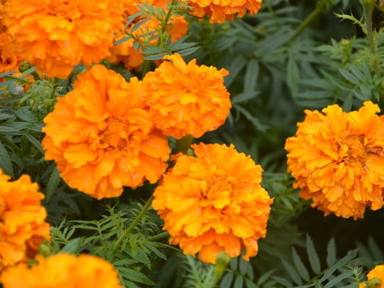 濰坊價(jià)位合理的草花·廠家直銷|郁金香批發(fā)價(jià)格