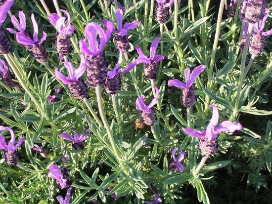 山東專業的草花生產基地|郁金香批發