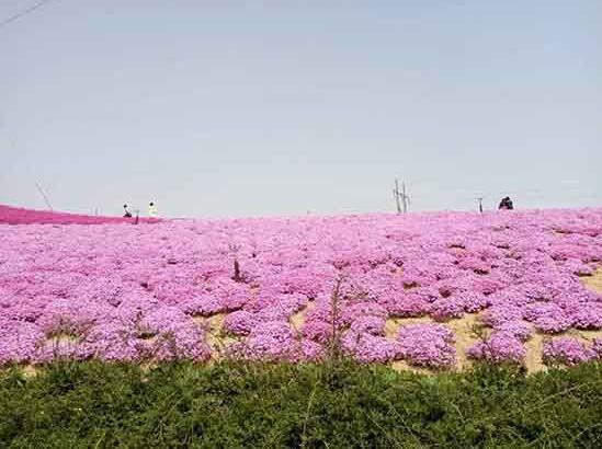 山東專業的草花生產基地|郁金香批發