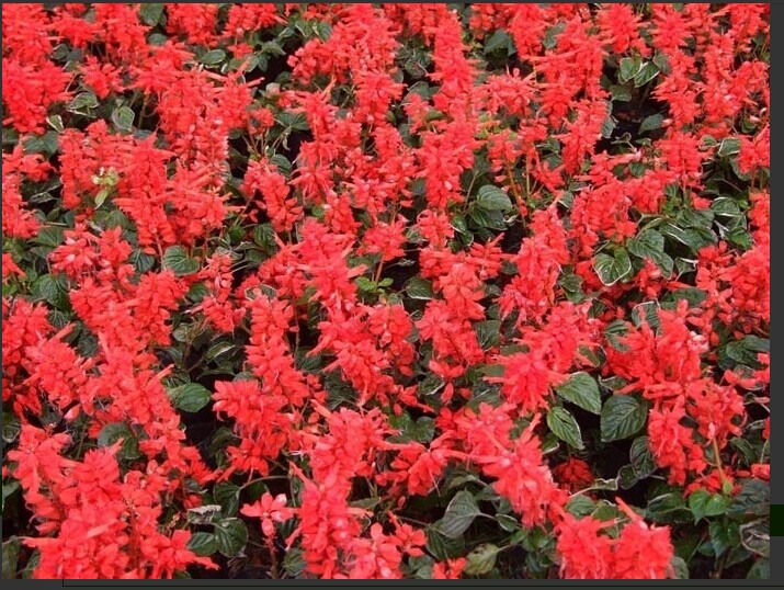 芝櫻苗批發，芝櫻苗價格，青州芝櫻苗價格，芝櫻種植基地@劉俊杰