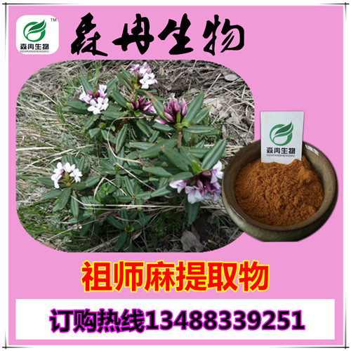 矮地茶提取物 紫金牛提取物 森冉生物廠家直銷