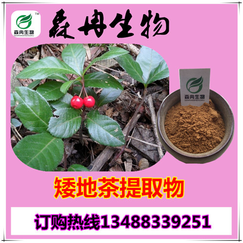 矮地茶提取物 紫金牛提取物 森冉生物廠家直銷