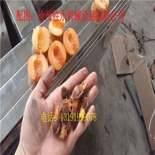 金玉杏子去核機多少錢一臺