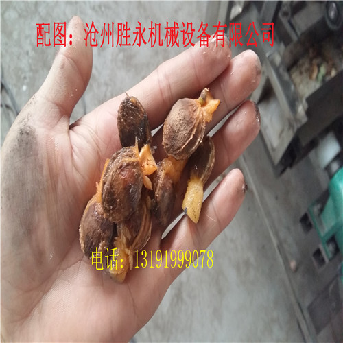 白水杏子去核機(jī)多少錢一臺(tái)