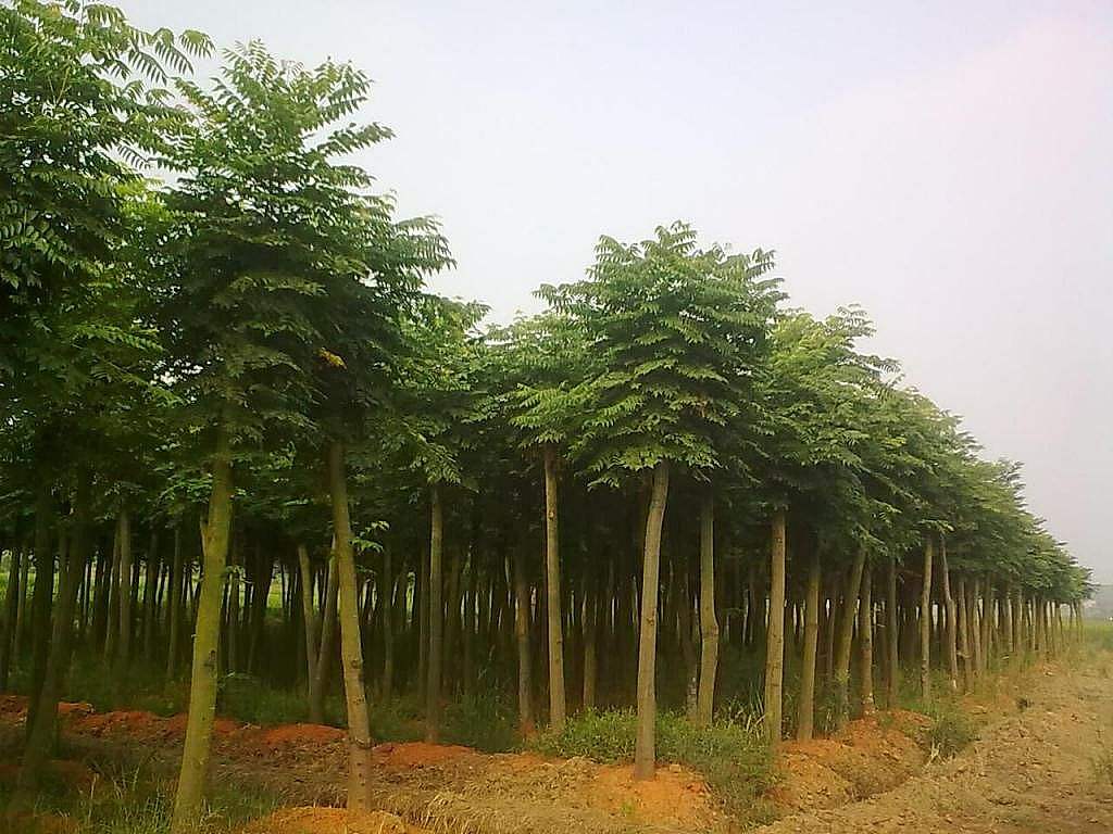 桃苗種植基地 品種好的桃苗推薦