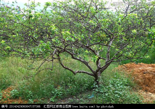 口碑好的山東槐樹供應(yīng)商 國(guó)槐基地