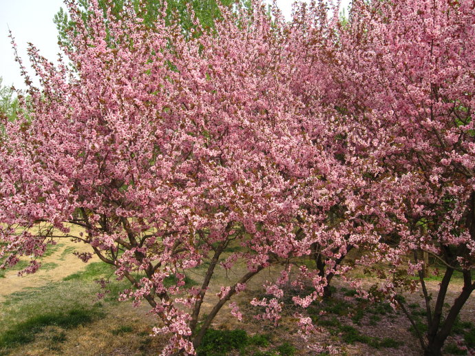北美海棠種植基地|采購海棠小苗認(rèn)準(zhǔn)山河苗木