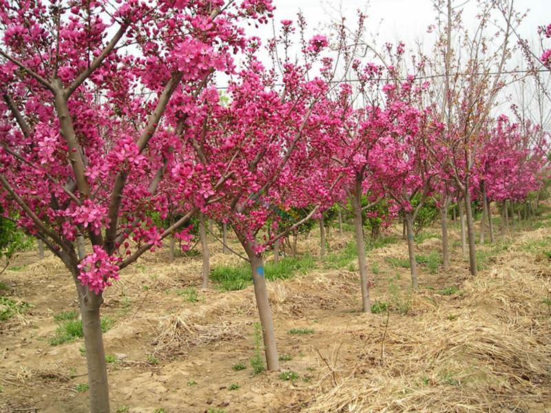 濰坊櫻花大樹供應(yīng)基地哪家好_櫻花大樹種植基地