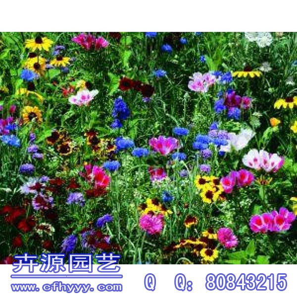 柳葉馬鞭草種子采購價格,批發價格【卉源園藝】