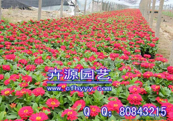 長春花種子怎么種,供應商