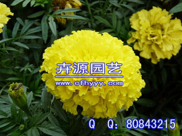 鼠尾草種子采購價格,廠家直銷