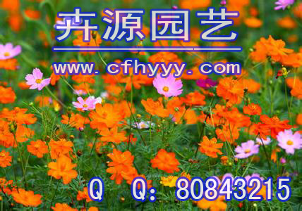 波斯菊種子廠商,供應(yīng)信息