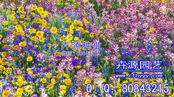 虞美人種子批發(fā),圖片