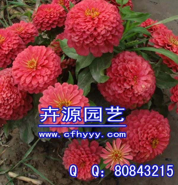 虞美人種子批發(fā),圖片