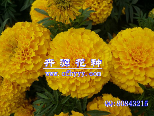 硫華菊種子供應(yīng)信息,生產(chǎn)廠家