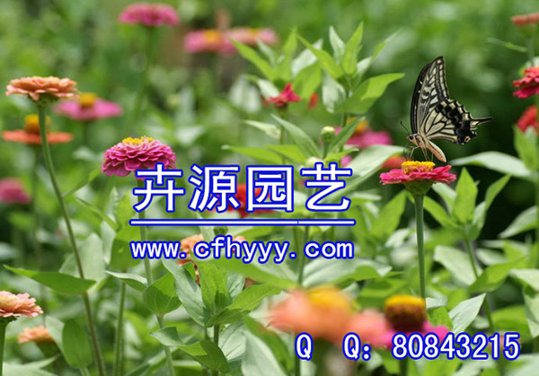 硫華菊種子供應(yīng)信息,生產(chǎn)廠家