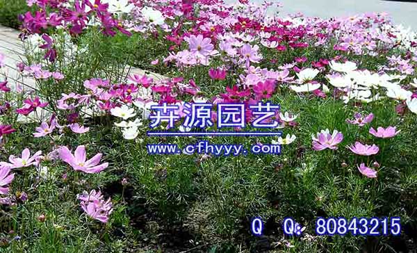 硫華菊種子供應(yīng)信息,生產(chǎn)廠家