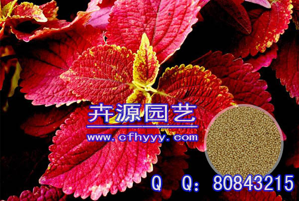 萬壽菊F1種子廠商,生產(chǎn)廠家【卉源園藝】