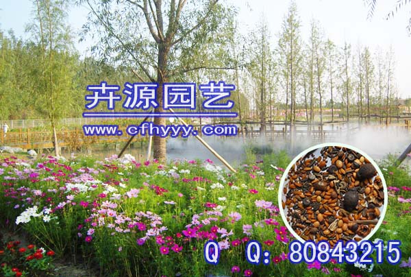 萬壽菊F1種子廠商,生產(chǎn)廠家【卉源園藝】