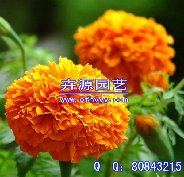 柳葉馬鞭草種子廠家價格,廠家直銷【卉源園藝】