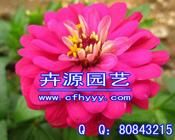 千屈菜種子供應商,批發【卉源園藝】