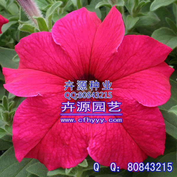 千屈菜種子供應商,批發【卉源園藝】