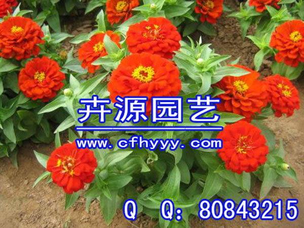草花種子供應商,價格【卉源園藝】