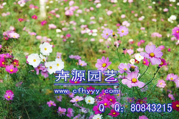 草花種子供應商,價格【卉源園藝】