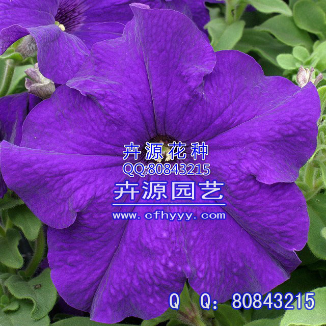 草花種子供應商,價格【卉源園藝】