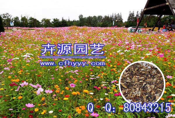 長春花種子怎么種植,批發(fā)