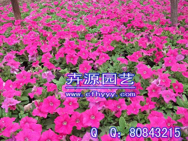 雞冠花種子供應信息,圖片