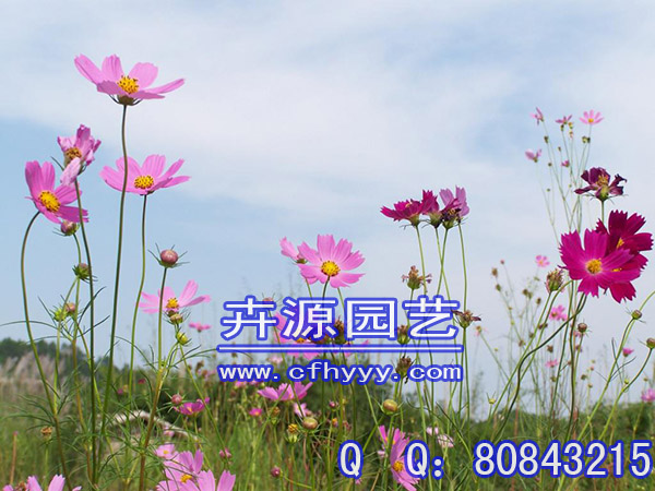 矢車菊種子圖片,廠家【卉源園藝】