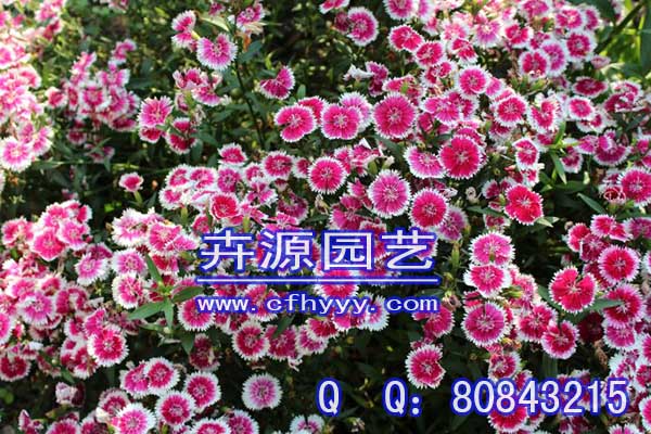矢車菊種子圖片,廠家【卉源園藝】