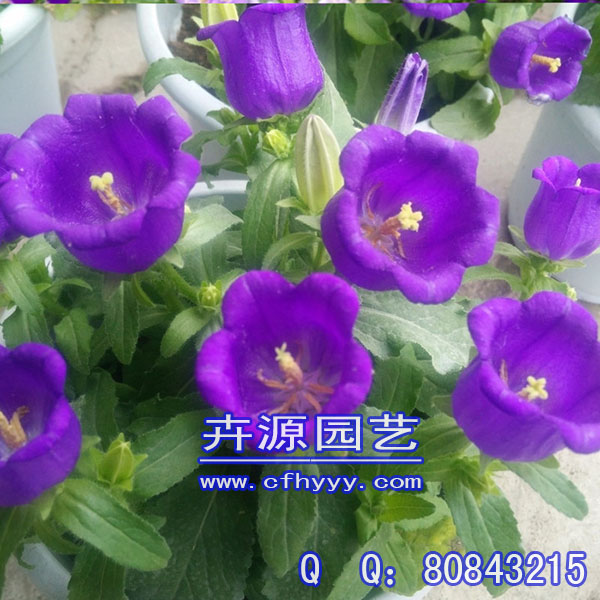 金盞菊種子廠家直銷,批發(fā)