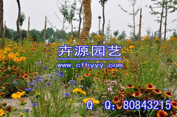 馬蘭花種子批發價格,那個公司好