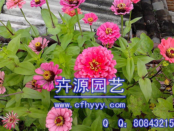 百日草種子代理,直銷