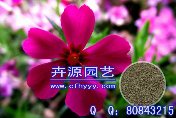 鼠尾草種子怎么種植,怎么種植
