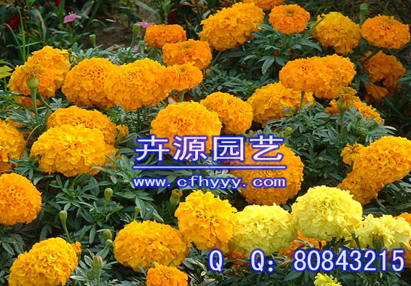 鼠尾草種子怎么種植,怎么種植