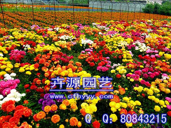 五彩石竹種子怎么種植,批發價格【卉源園藝】