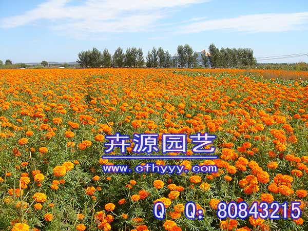 五彩石竹種子怎么種植,批發價格【卉源園藝】