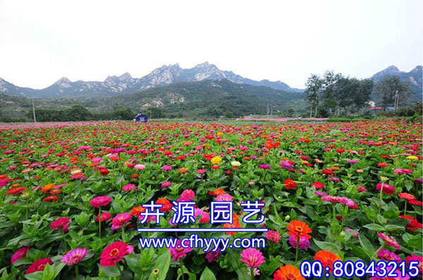 鼠尾草種子代理,廠家直銷【卉源園藝】
