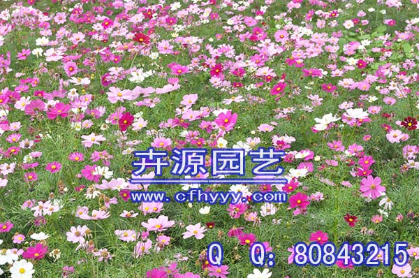 鼠尾草種子代理,廠家直銷【卉源園藝】