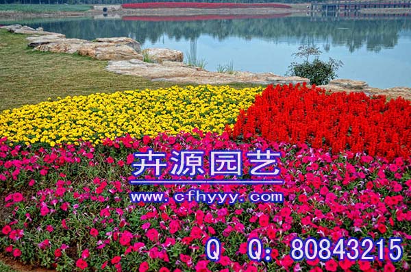 黑心菊種子供應商,公司【卉源園藝】