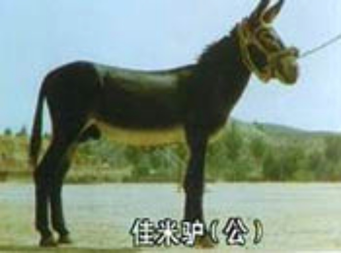 莎能奶山羊養(yǎng)殖方法