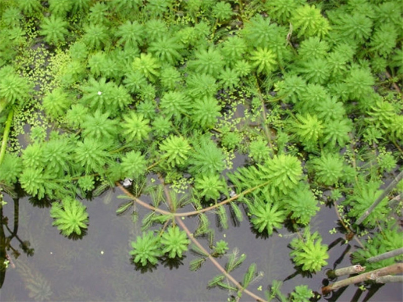 求購輪葉狐尾藻_好種植的狐尾藻優(yōu)選河北蓮源